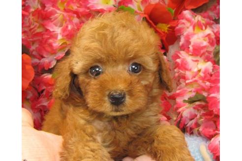 成約済の茨城県のトイプードル-22057の3枚目