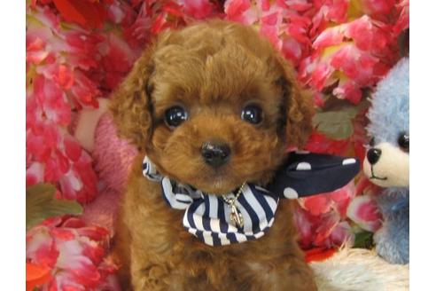 成約済の茨城県のトイプードル-22058の2枚目