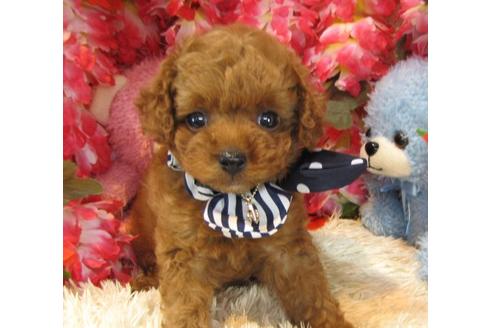 成約済の茨城県のトイプードル-22058の3枚目