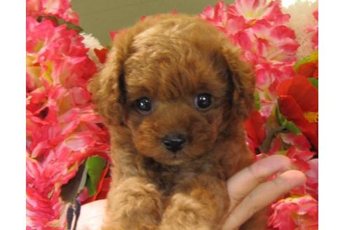 成約済の茨城県のトイプードル-22058の1枚目