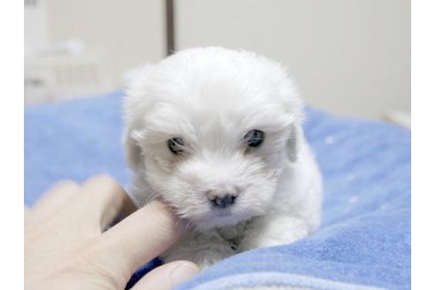 成約済の埼玉県のマルチーズ-21241の1枚目
