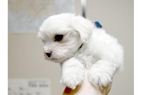 成約済の埼玉県のマルチーズ-21241の3枚目