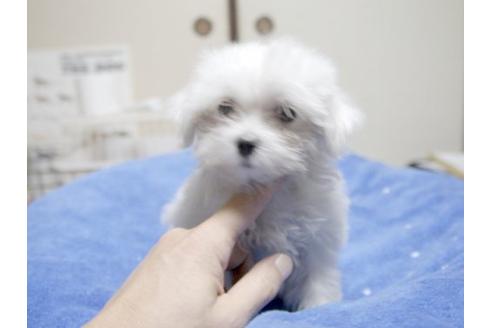 成約済の埼玉県のマルチーズ-22087の1枚目