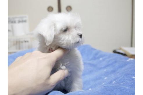 成約済の埼玉県のマルチーズ-22087の3枚目