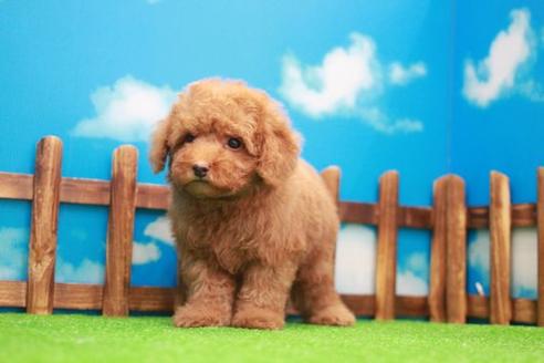 成約済の滋賀県のトイプードル-22135の2枚目