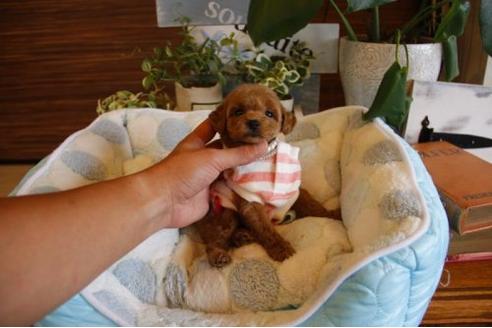 成約済の埼玉県のトイプードル-22138の1枚目