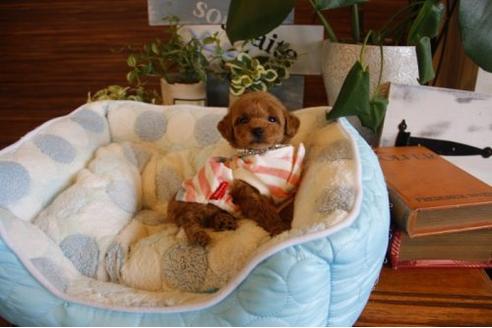 成約済の埼玉県のトイプードル-22138の2枚目