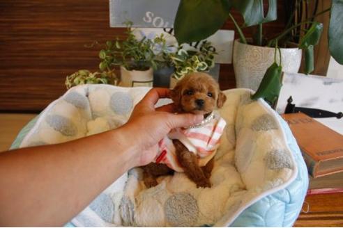 成約済の埼玉県のトイプードル-22138の3枚目