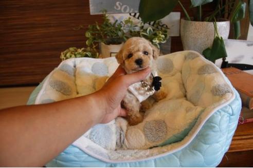 成約済の埼玉県のトイプードル-22139の1枚目