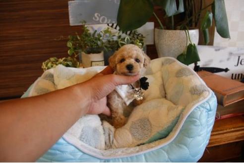 成約済の埼玉県のトイプードル-22139の2枚目