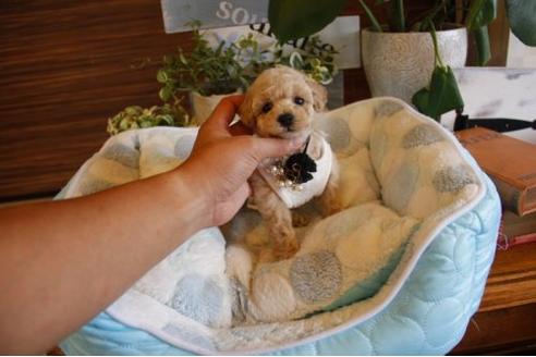 成約済の埼玉県のトイプードル-22139の3枚目