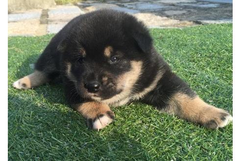 成約済の長崎県の柴犬-22140の1枚目