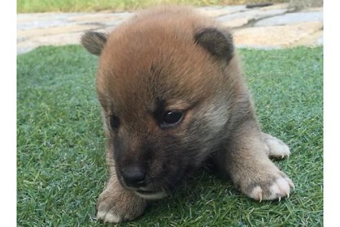 成約済の長崎県の柴犬-22141の2枚目