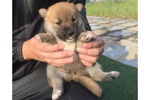 成約済の長崎県の柴犬-22141の3枚目