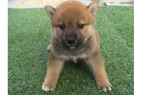 成約済の長崎県の柴犬-22145の3枚目
