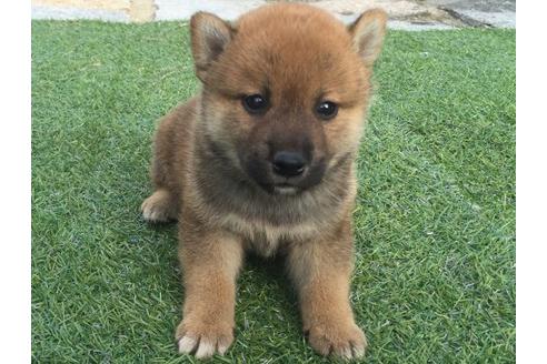 成約済の長崎県の柴犬-22145の1枚目