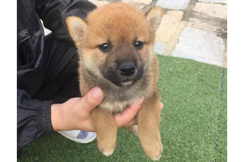 成約済の長崎県の柴犬-22145の2枚目