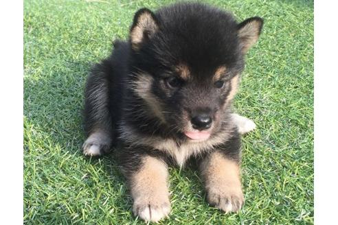 成約済の長崎県の柴犬-22146の1枚目