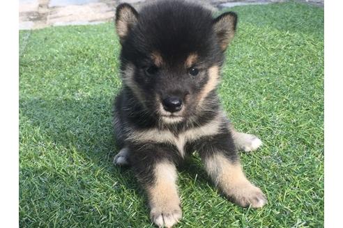 成約済の長崎県の柴犬-22146の2枚目