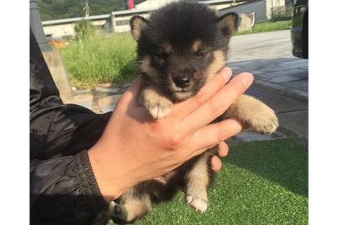 成約済の長崎県の柴犬-22146の3枚目