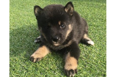 成約済の長崎県の柴犬-22147の2枚目