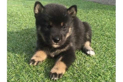成約済の長崎県の柴犬-22147の3枚目