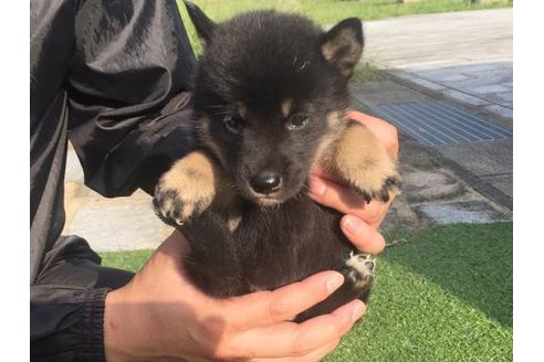 成約済の長崎県の柴犬-22147の1枚目
