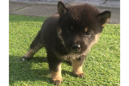 成約済の長崎県の柴犬-22148の3枚目
