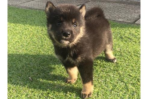 成約済の長崎県の柴犬-22148の1枚目