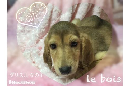 成約済の奈良県のサルーキ-22174の1枚目