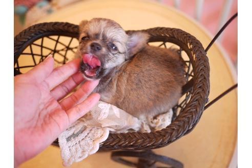 成約済の大阪府のチワワ-22178の1枚目
