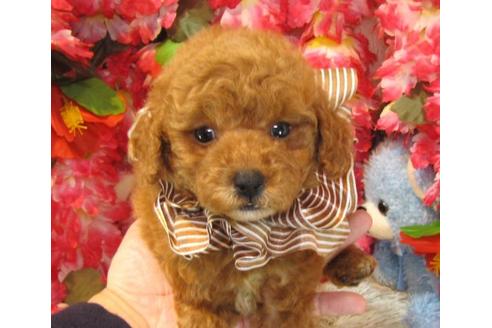 成約済の茨城県のトイプードル-22237の1枚目