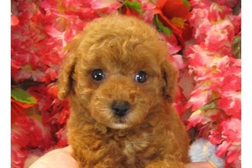 成約済の茨城県のトイプードル-22237の3枚目