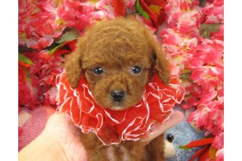 成約済の茨城県のトイプードル-22238の1枚目