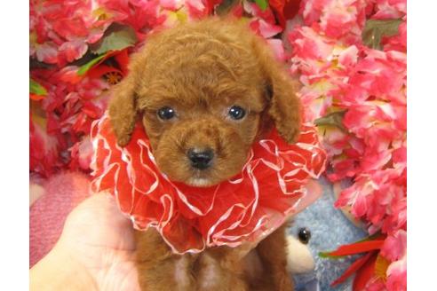 成約済の茨城県のトイプードル-22238の2枚目