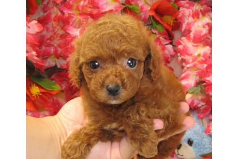 成約済の茨城県のトイプードル-22238の3枚目
