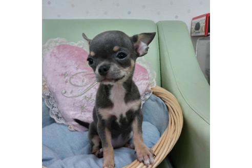 成約済の福岡県のチワワ-22245の1枚目