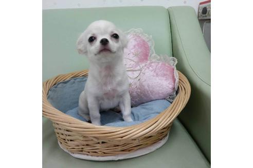 子犬