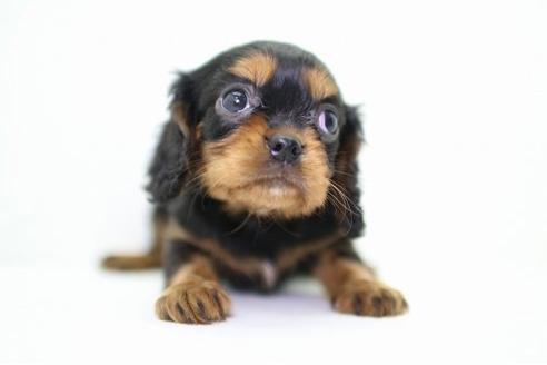 成約済の愛知県のキャバリアキングチャールズスパニエル-20350の2枚目