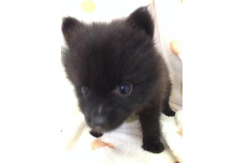 成約済の岐阜県のポメラニアン-22262の2枚目