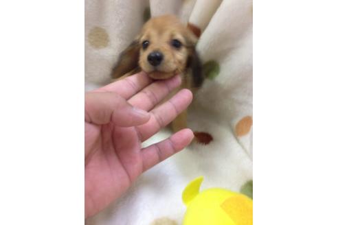 成約済の岐阜県のミニチュアダックスフンド-22270の2枚目