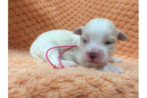 成約済の茨城県のマルチーズ-22325の2枚目