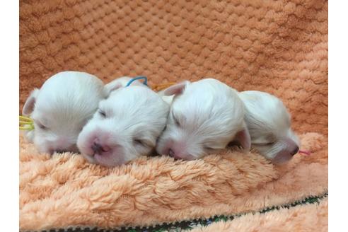 成約済の茨城県のマルチーズ-22325の1枚目