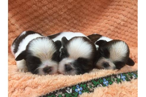 成約済の茨城県のシーズー-22326の1枚目