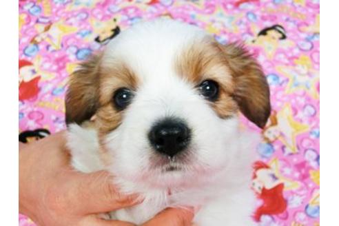 成約済の千葉県のパピヨン-22336の2枚目