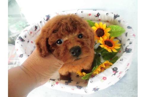 成約済の鹿児島県のトイプードル-22368の4枚目