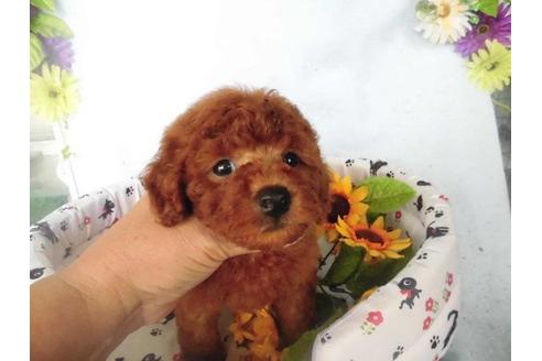 成約済の鹿児島県のトイプードル-22368の3枚目