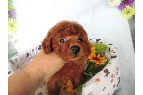 成約済の鹿児島県のトイプードル-22368の2枚目