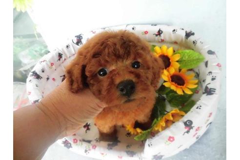 成約済の鹿児島県のトイプードル-22368の1枚目