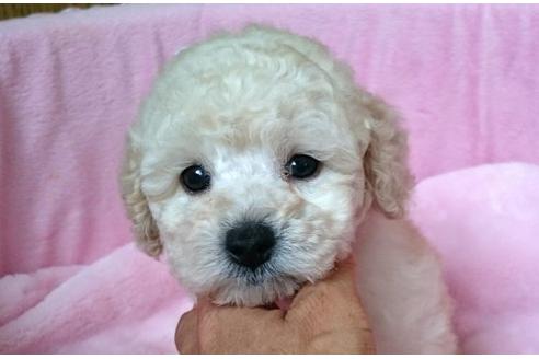 成約済の愛知県のトイプードル-22370の1枚目